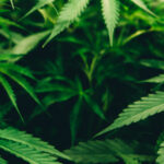 Cannabis aumenta la inflamación cerebral en episodios psicóticos, revela estudio