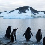 Costa de la Antártida perdió más 12 mil 800 kilómetros cuadrados de hielo en 30 años