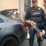 Policías rescatan a un caimán hallado dentro de una vivienda en Álvaro Obregón
