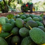 Reabre Estados Unidos la puerta a aguacate michoacano de forma “gradual”