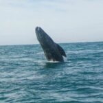 “Las ballenas también tienen derechos”: la batalla legal para protegerlas en el Golfo de California