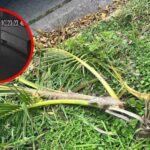 La Secretaría de Movilidad rastrea la unidad de transporte público presuntamente implicada en el corte ilegal de palmeras en camellones de Tepic, Nayarit